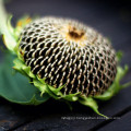 Edible sunflower seeds from Inner Mongolia